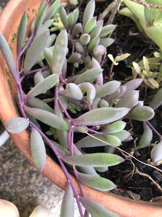 Suculentas lovely rose