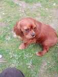 Cavalier King Charles Spaniel