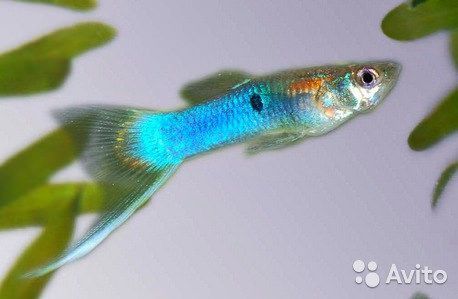 Endlers Japan Blue