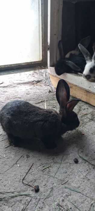 Sprzedam Króliki