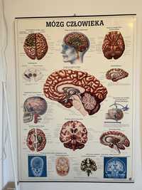 Tablica plakat Mózg człowieka