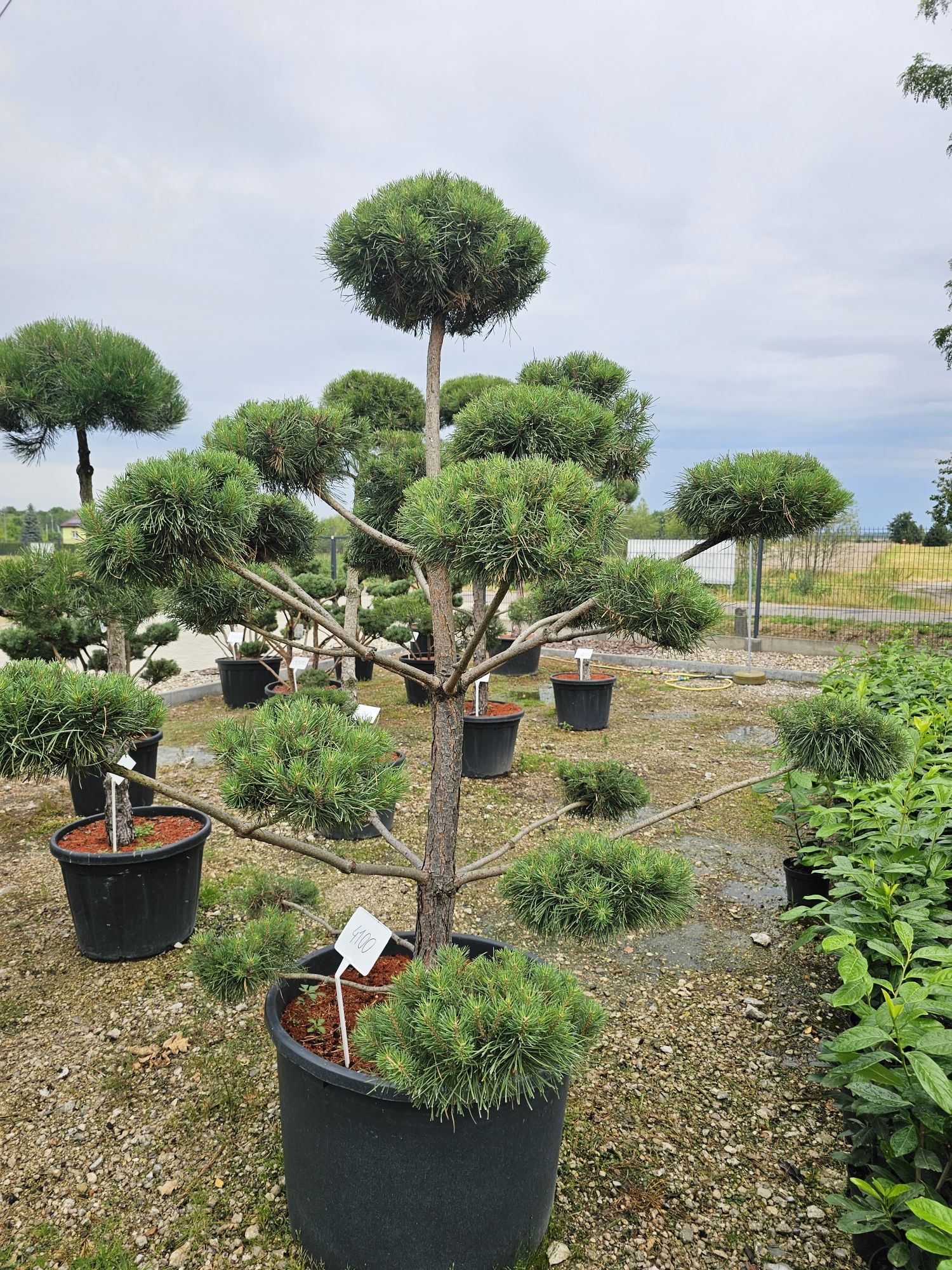 Bonsai sosna pospolita oraz czarna