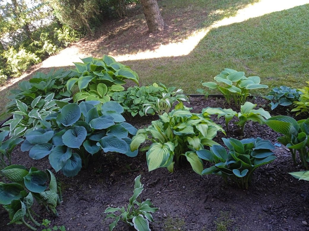 Kolekcjonerskie hosta funkia