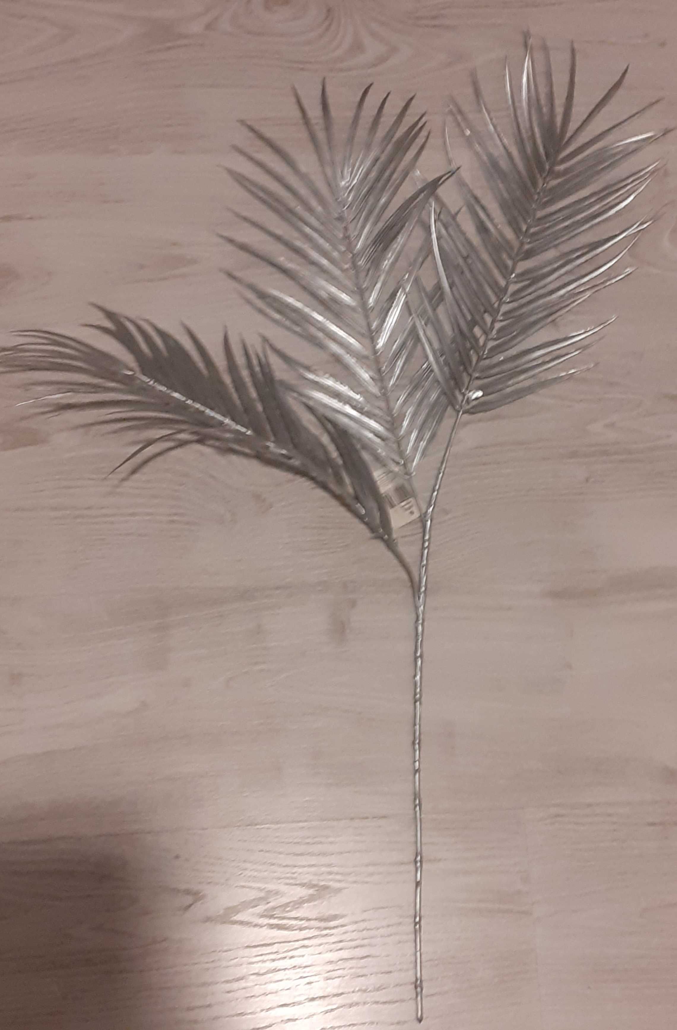 Gałązka liść liście palmy palma srebrna