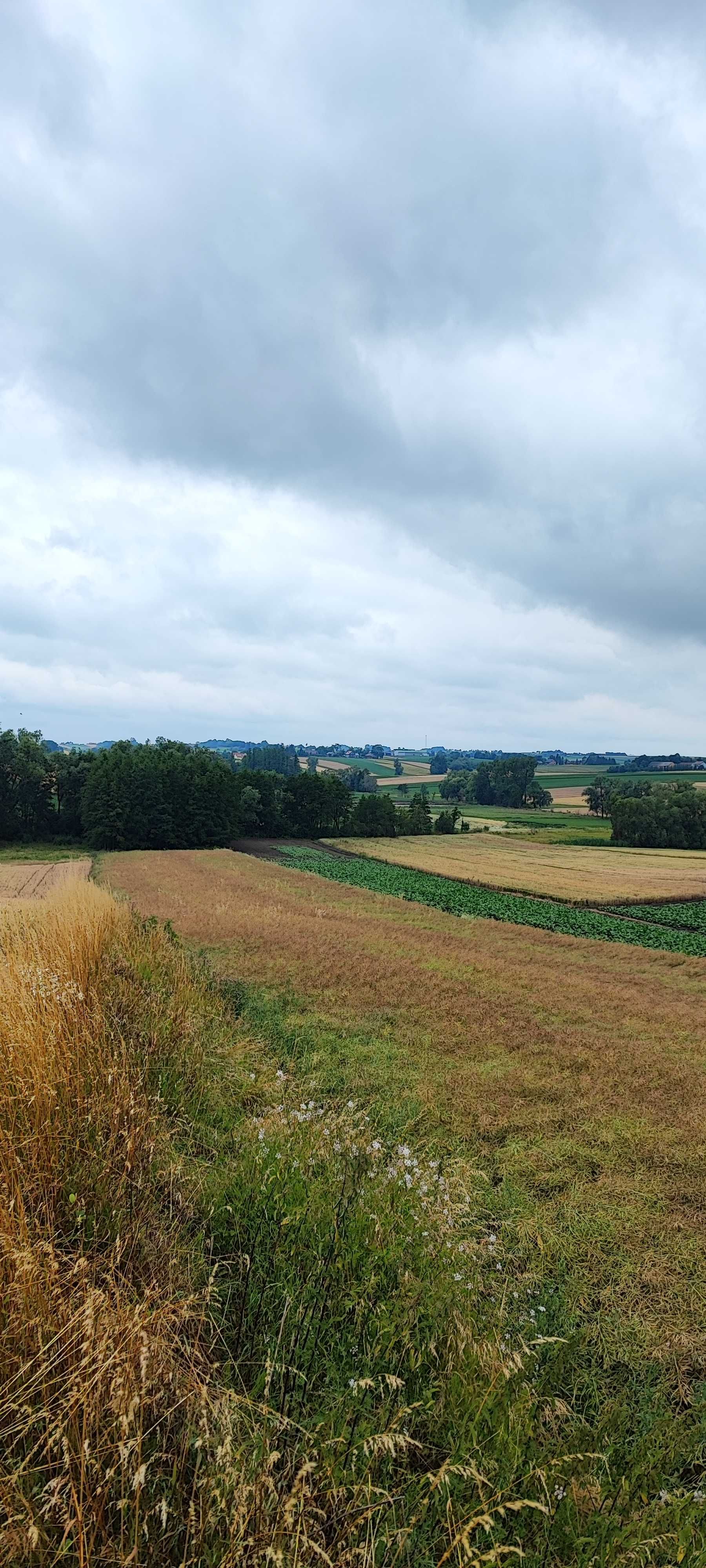 Działka siedliskowa z duszą, 25m x 680m 1,67ha   WZ  Kazimierza Wielka