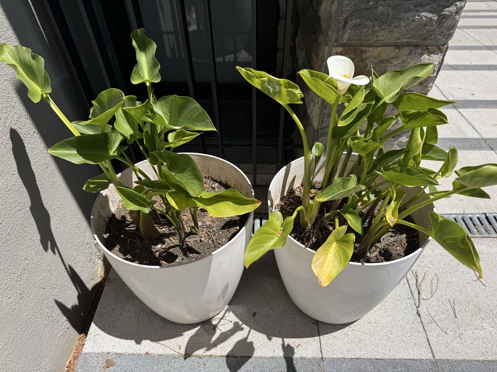 Conjunto de 2 Vasos com Jarros (Calla Lily) – Exterior/Interior
