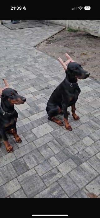 Doberman Europejski FCI !!! Potężna budowa !!! Wzorowa sylwetka !!!