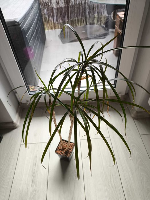 Dracena Kwiat doniczkowy