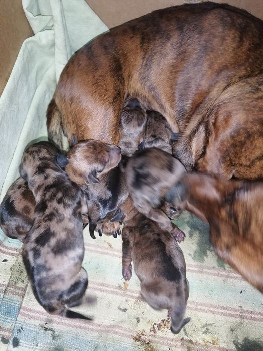 Хлопчик міні такси мраморний шукає дівчинку