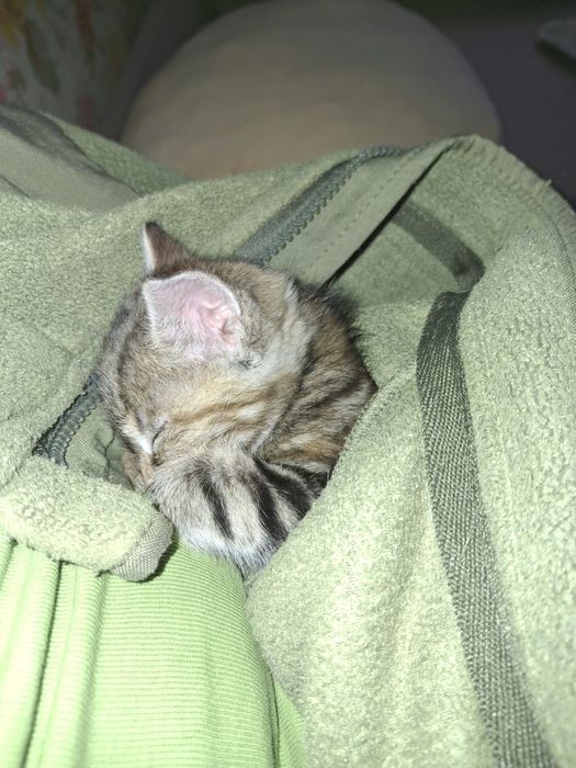 Кошеня дівчинка 1,5 місяця