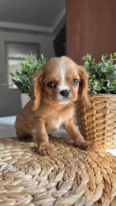Chłopczyk Cavalier King Charles Spaniel Ruby