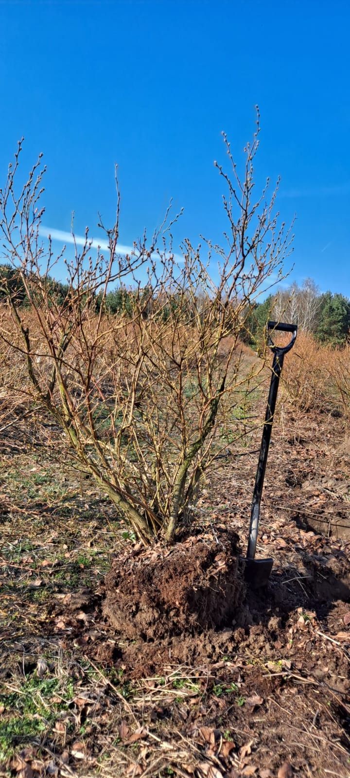 Borówka amerykańska - krzewy z plantacji, borówki amerykai