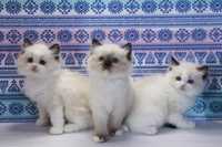 Кошенята з яскравими блакитними оченятками. Порода-регдол