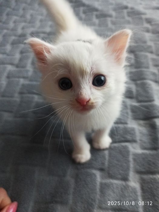 Котеня в добрі ручки