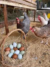 Фарма колор,яйца инкубационные,Украина,импорт