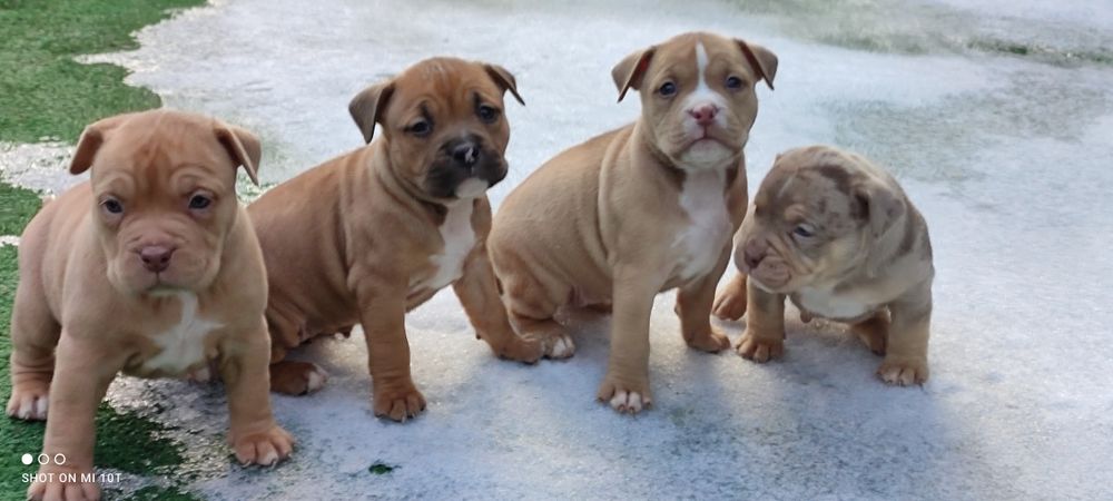 American bully suczka z metryką