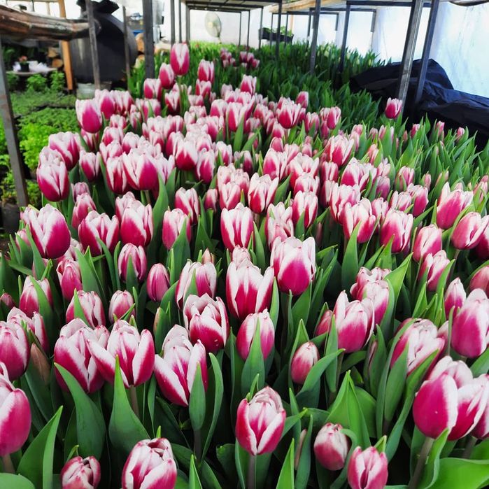 Акция.Розы.букети.Харьков цветы.Доставка цветов под дом.