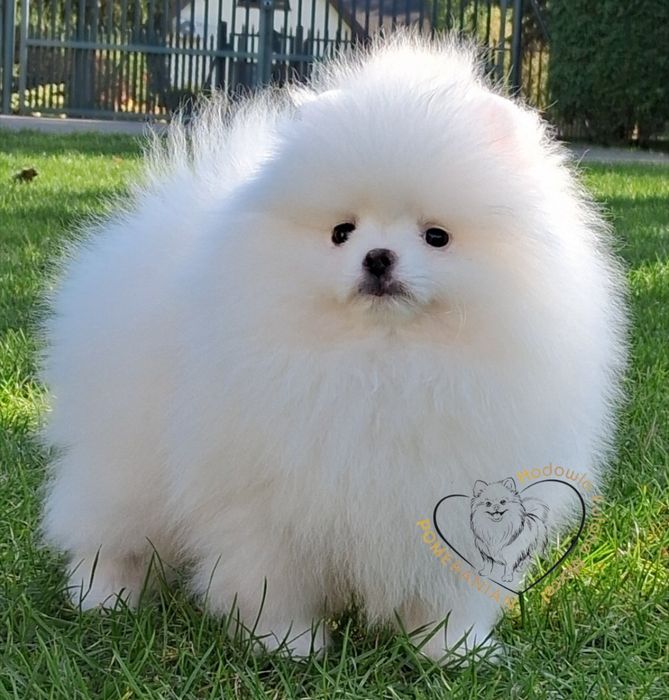 Pomeranin szpic miniaturowy