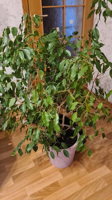 Фикусы  Бенджамина большие растения