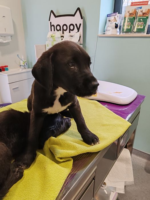 Dou cachorros porte médio