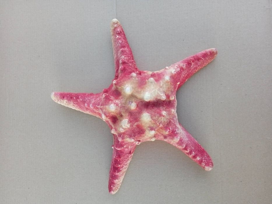 Морская звезда большая.