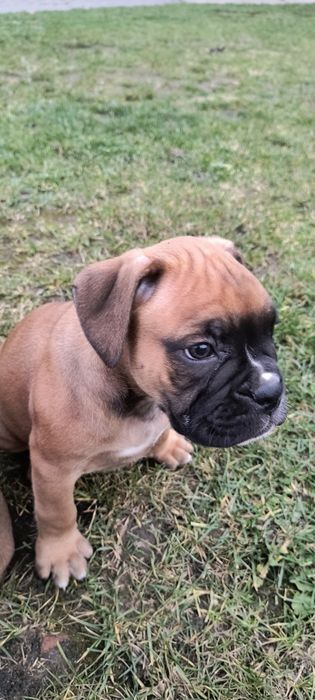 Suczka bokser szczenię