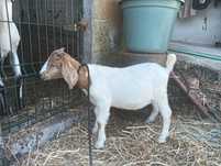 Boer disponível.