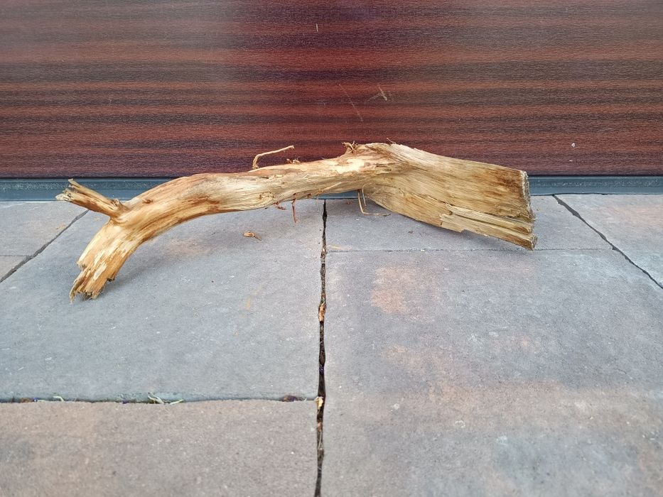 Naturalny konar do akwarium