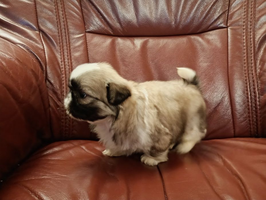 Shih tzu piesek z rodowodem