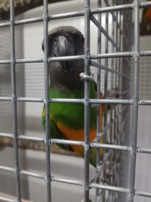 Aves Papagaios do Senegal