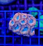 FAVIA 5Color !! Akwarium Morskie