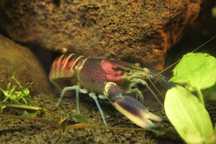 Корм для рыб и раков. Cherax Hoak Creak.