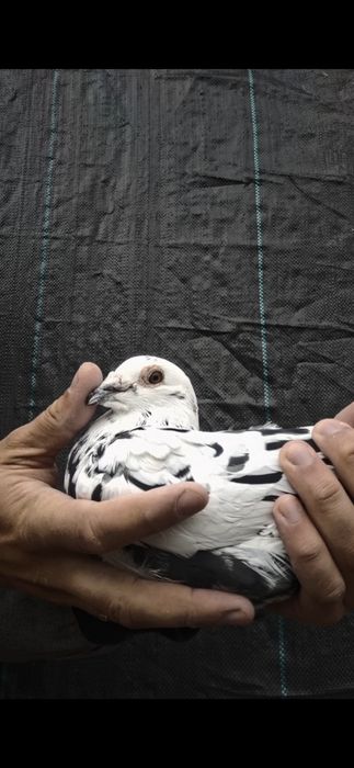 Gołąb pocztowy Tygrys Scherens Vangramberen