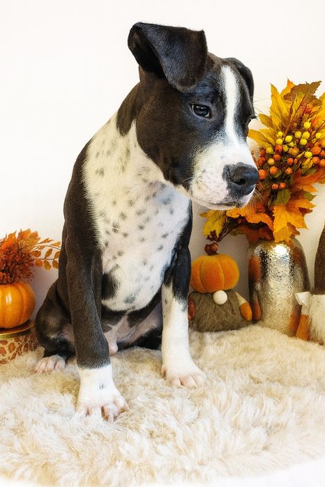 Cudowny i rodzinny piesek amstaff!