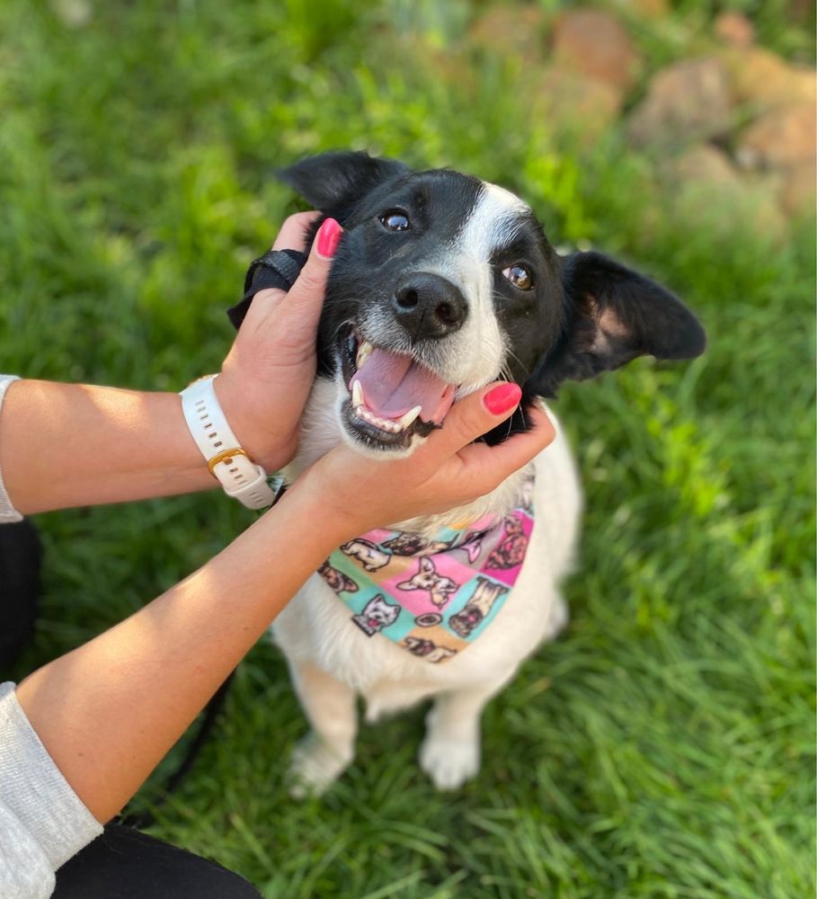 Dżemik wrócił z adopcji. Proszę podaruj mu dom na zawsze. Adoptuj