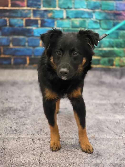 Mstów /Krasice znaleziono psa i suczke!