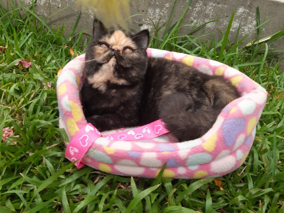 Gatinha tartaruga exótica