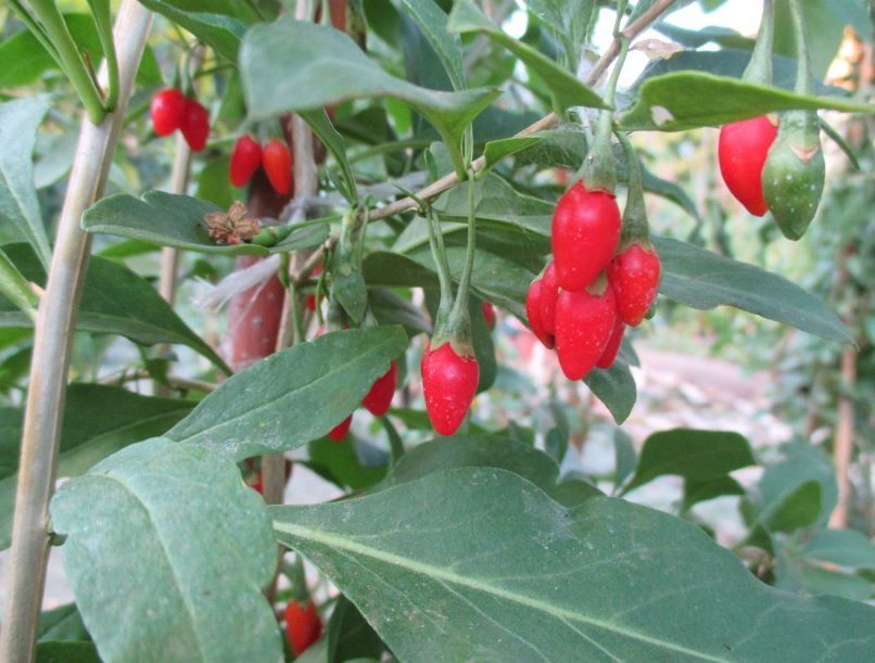 Растение Годжи Sweet-Mini (саженцы)(Саджанці годжі)