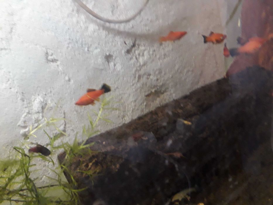 ESPADAS Laranjas lindos