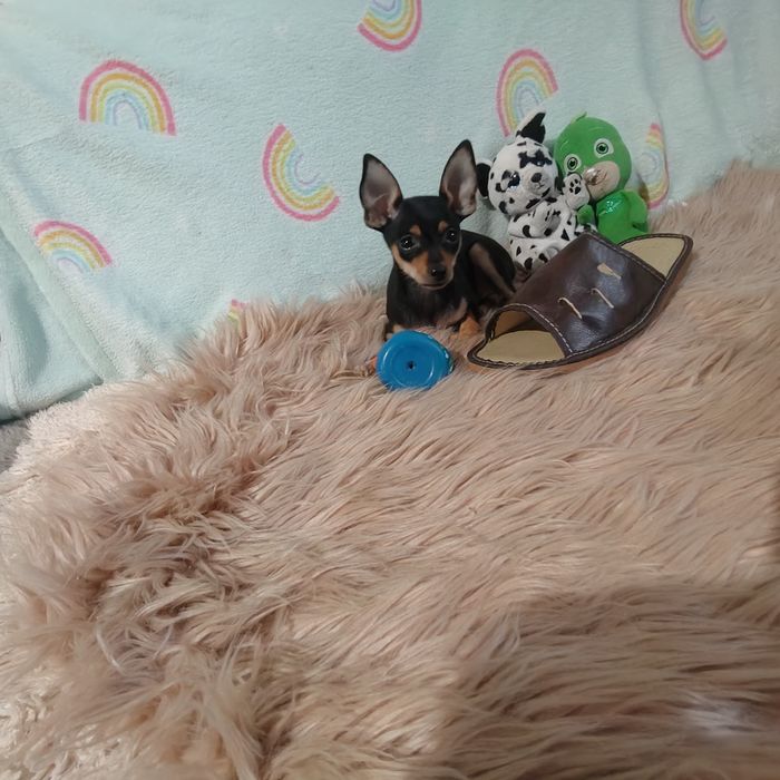 Pinczer miniaturowy  chłopiec