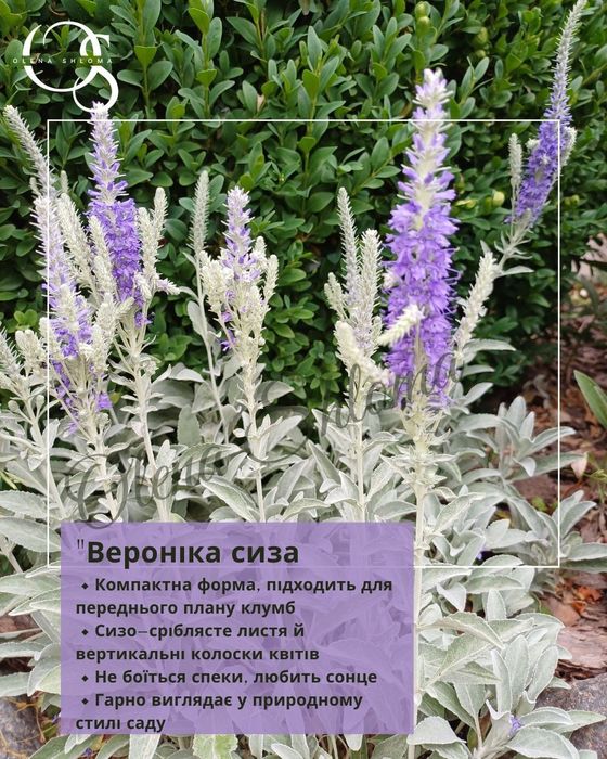 Багаторічні невибагливі рослини