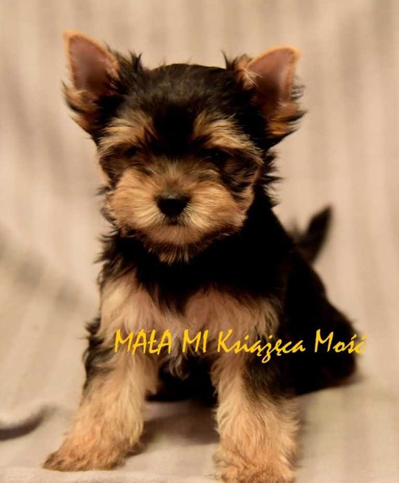 yorkshire terier york suczka rodowód ZKwP / FCI