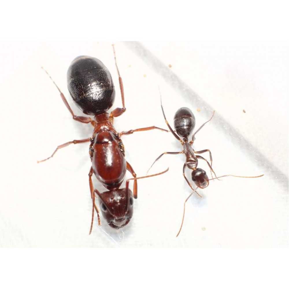 Экзотические муравьи Camponotus turkestanicus, формикарий
