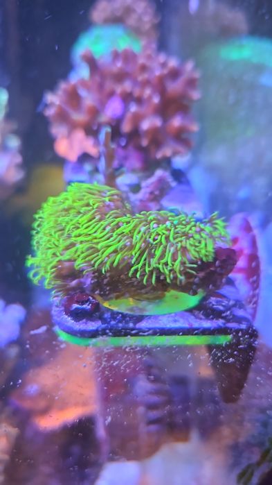 4 corais incluindo euphyllia de 3 cabeças