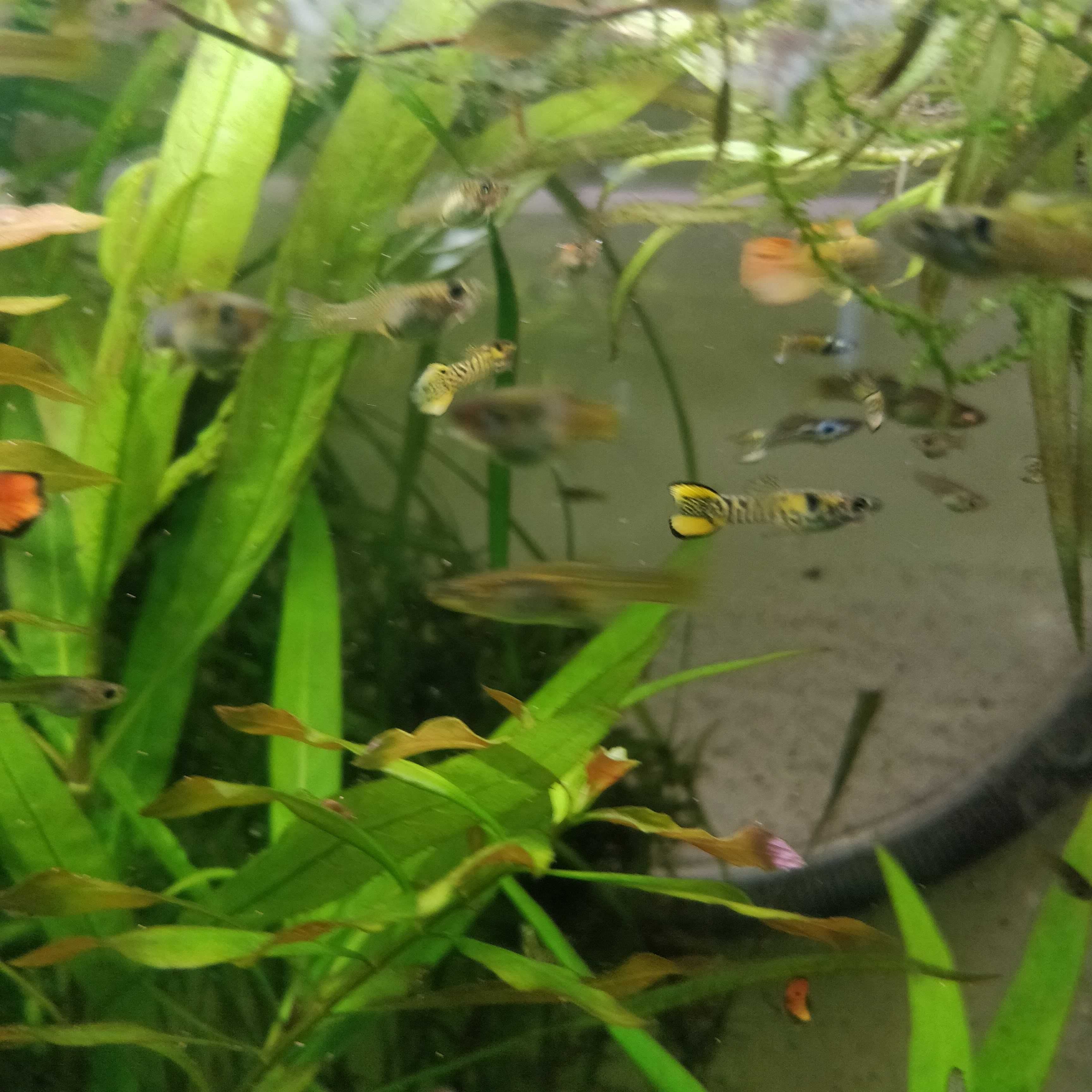 Gupiki narybek z własnej hodowli 3 cm