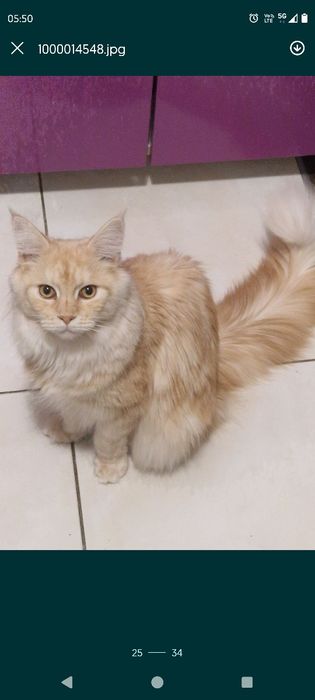 Kotka Maine coon-roczna