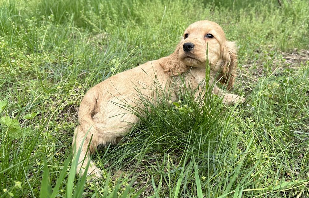 Piesek Cocker Spaniel