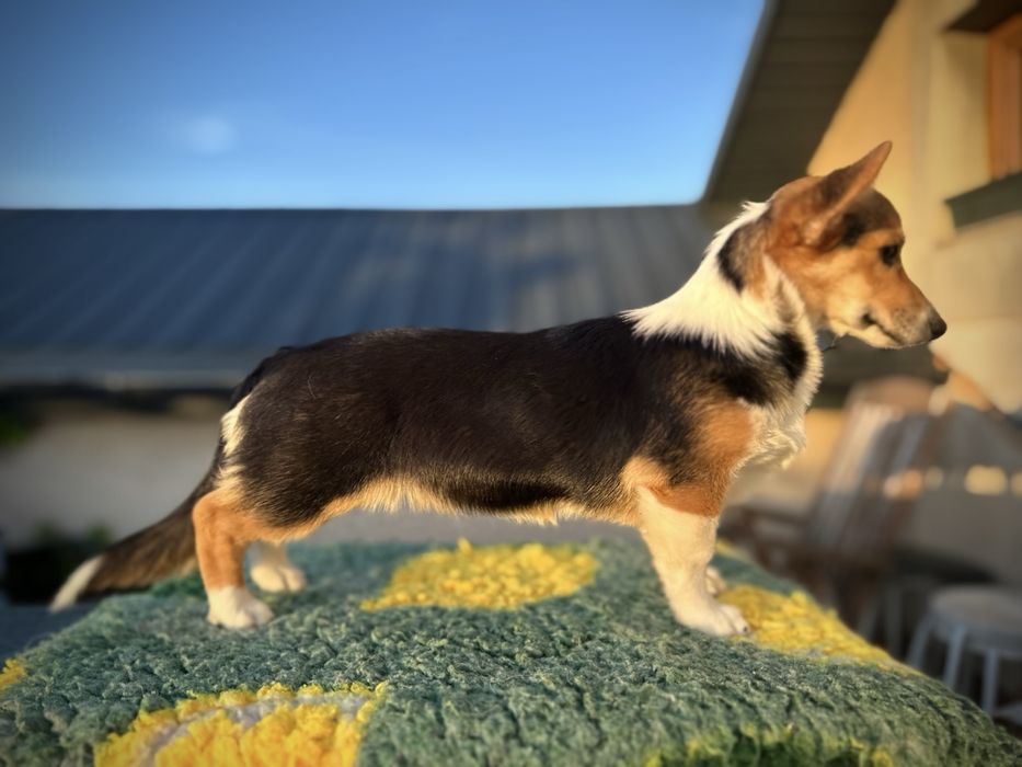 Welsh corgi pembroke suczka NA KOLANKA szczenię szczeniak sunia