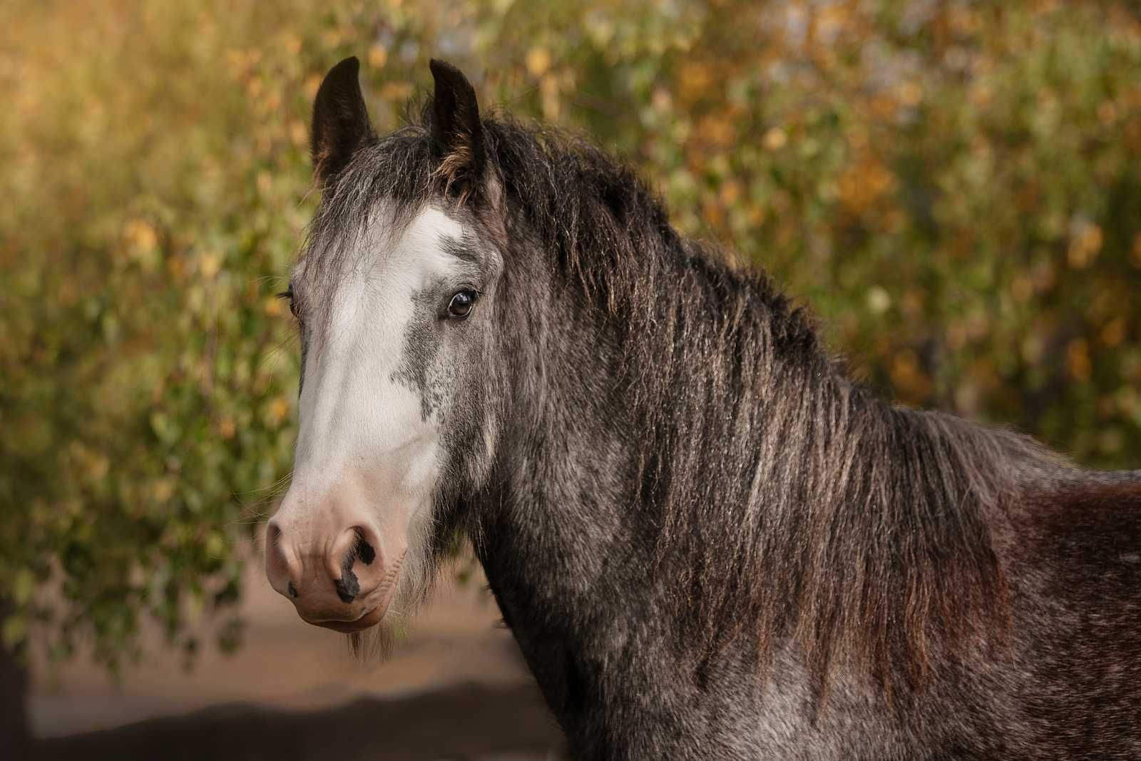 Wałach 4 lata Gypsy Cob nie Tinker