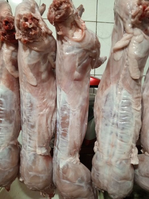 М'ясо кролика продам